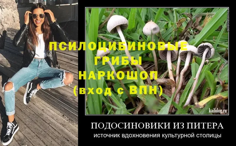 Псилоцибиновые грибы Psilocybine cubensis  blacksprut рабочий сайт  Богородицк 